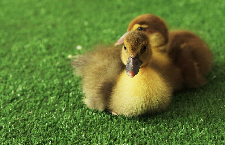 ducklings, chicks, yellow, furry, cute, darling, nature