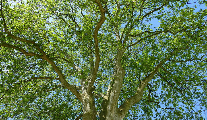arbre, Couronne, Forest, nature, feuilles, canopée, ombre