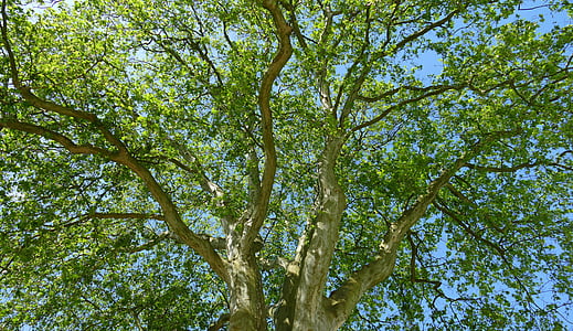 strom, Crown, Forest, Príroda, listy, Baldachýn, tieň