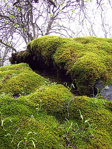 Moss, rotsen, natue, NAT