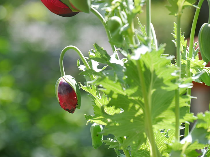 poppy, red, blossom, bloom