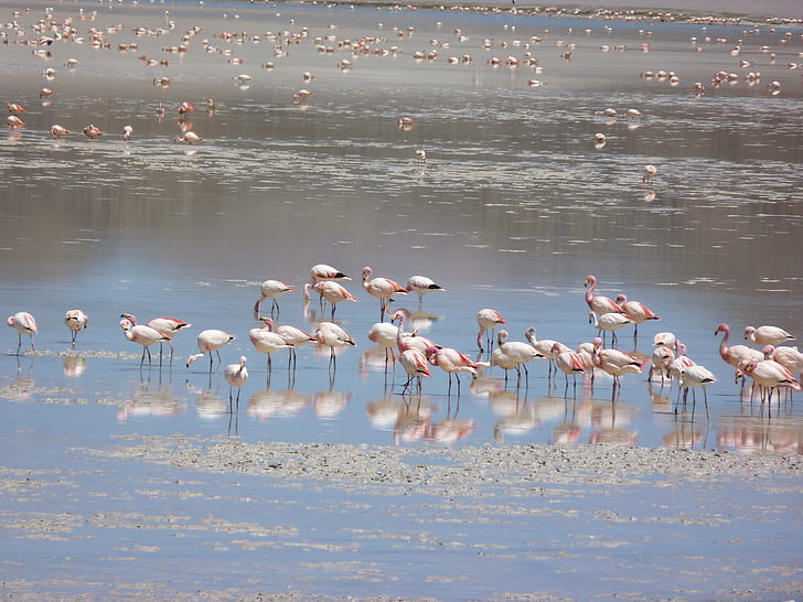 flamingos, andean, lagoon, bird, wings, feather, wildlife