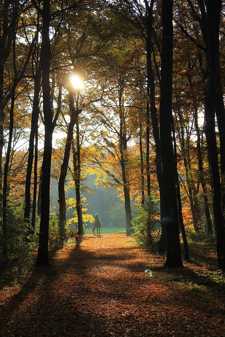 hösten, skogen, hösten skogen, motljus, solen, naturen, lämnar