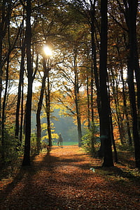 autunno, foresta, foresta di autunno, luce posteriore, sole, natura, foglie