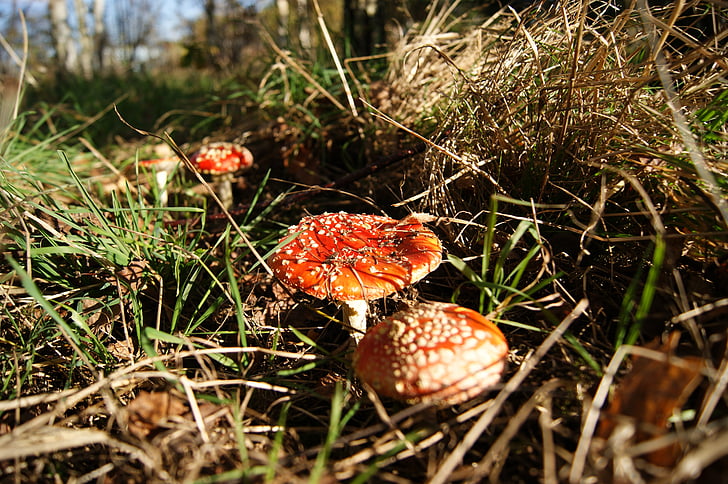 autumn, mushrooms, forest, poisoning