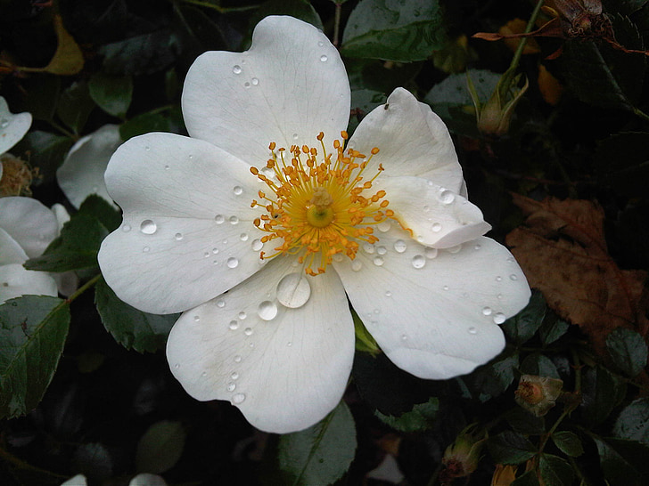 flower, wild rose, white, rain drop, spring, nature