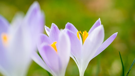 Krokus, Frühling, Blumen, lila, violett, Wiese, Stempel