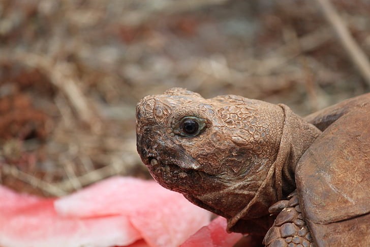 tortoise, reptile, africa