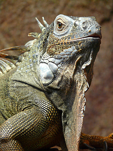 iguana, verde, soparla, kaltblut, reptilă, animale, creatura