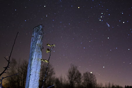 bintang-bintang, gelap, malam, rasi bintang, alam, astrophotography, pohon