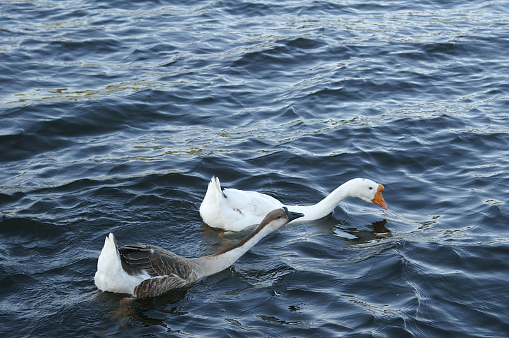 goose, geese, white, brown, chinese, water, pair