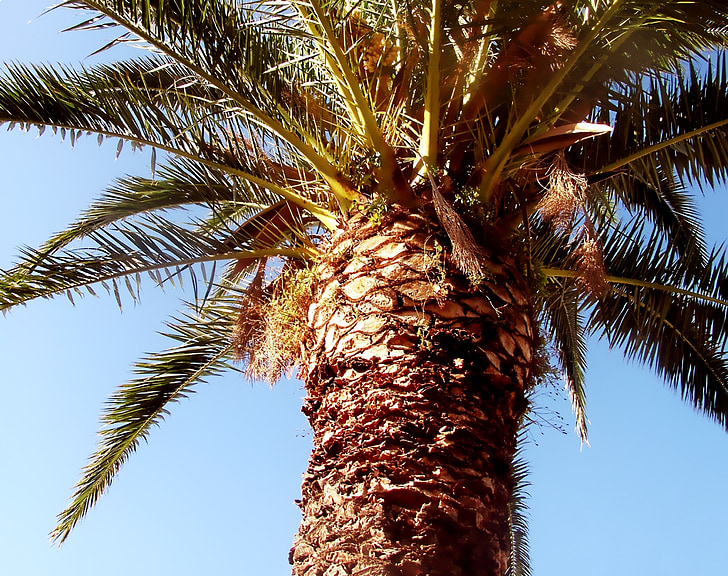 Palm, palmier-dattier, palmier, fronde, Espagne, Phoenix