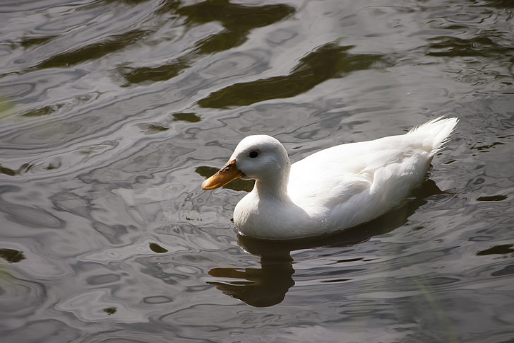 duck, water bird, water, swim, bill, white, animal