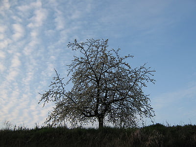 čerešňový kvet, kvitnúce sakury, Sky, čerešňa, biela, ovocný strom, jar