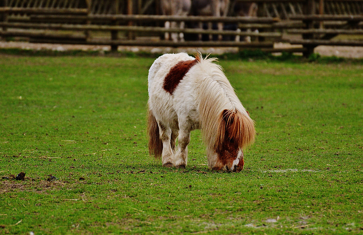 poney, poing de Wildpark, blanc, brun, cheval, mignon, Portrait