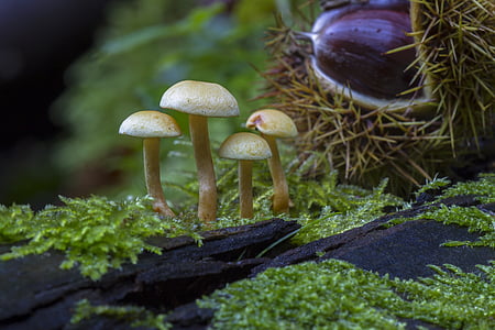 mushroom, mushroom group, moss, chestnut, fungus, nature, forest