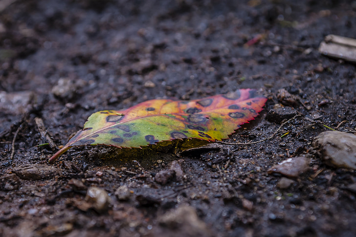 leaf, weathered, fallen, colorful, farbenpracht, old, nature