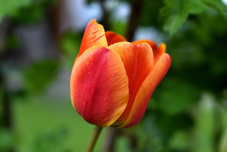 Tulip, flor, flor, floración, naranja, schnittblume, jardín