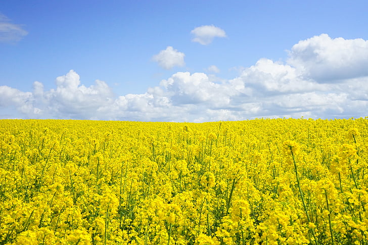 agriculture, bloom, blossom, clouds, countryside, crops, cultivate