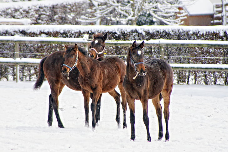 chevaux, animaux, hivernal, neigeux, neige, hiver, animal
