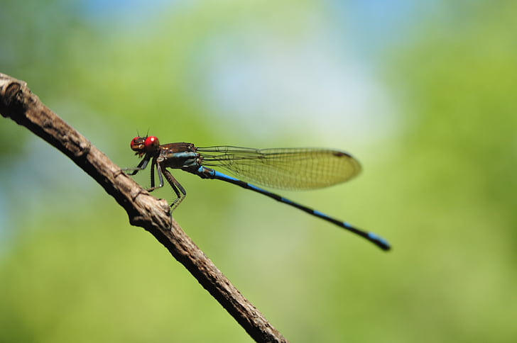 nature, insects, insect, forest, dragonfly, leaf, animals