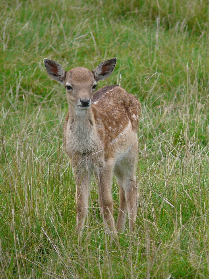 鹿, 若い動物, 素敵です, かわいい, 一人で, ヘッドの図面, capreolus capreolus
