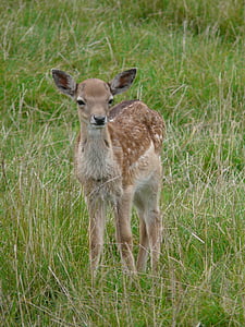 jelen, mlade živali, lepo, srčkano, sam, glavo risbe, capreolus capreolus