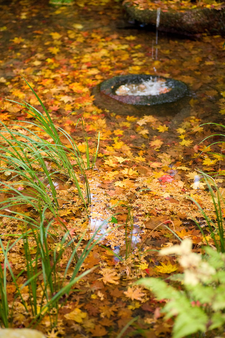 folhas de outonais, água, Outono