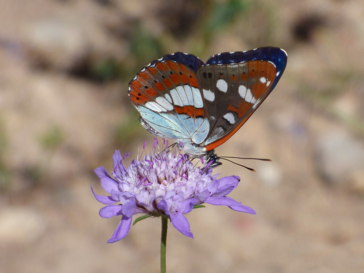 motýl, nymfa proudy, limenitis reducta, Nimfa mediterrània, Wild flower, LIBAR, kmen