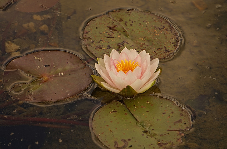 Водяная лилия, водные растения, Розовая вода lily, Бутон, пруд, Розовое озеро