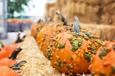 abóboras, Outono, Outono, laranja, decoração, fundo de outono, temporada