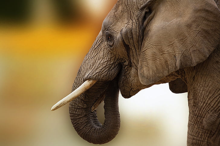 con voi, động vật, ngà voi, Châu Phi, đóng, Botswana, mắt