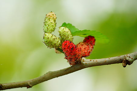 berry, branch, close-up, fruits, leaf, macro, mulberries
