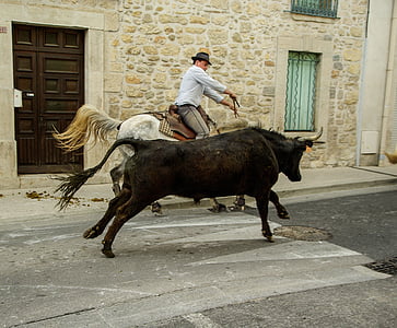 Francúzsko, Camargue, býky, gardians, obce festivalu