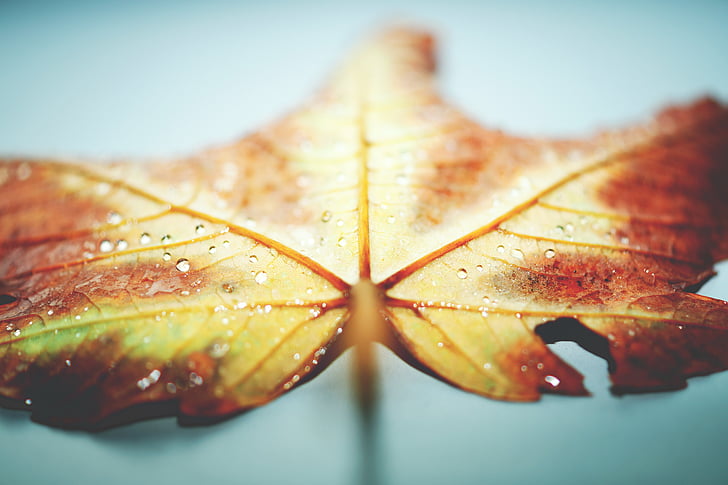 close-up view, leaf, macro photography, raindrops