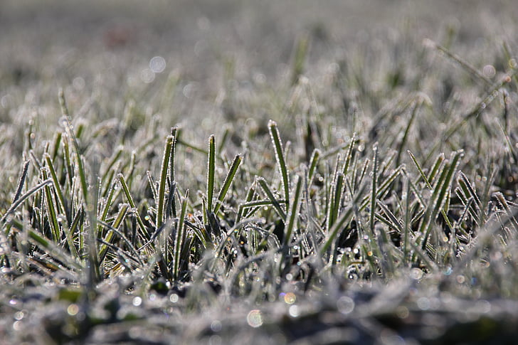 hierba, Frost, frío, invierno, escarcha, hielo, fin de año