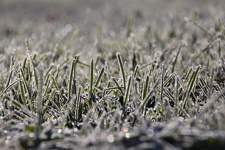trava, Frost, hladno, pozimi, slana, LED, Silvestrovo