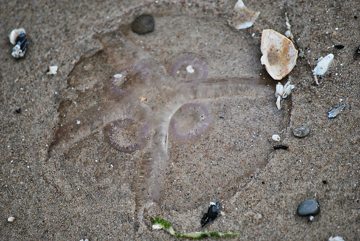 meduse, spiaggia, sabbia