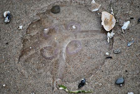 Meduza, plaža, pijesak