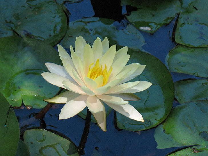 water lily, flower, pond, floral, blooming