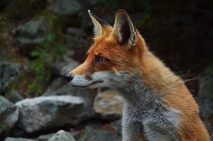 Fox, flora y fauna, animal, cara, buscando, naturaleza, medio ambiente