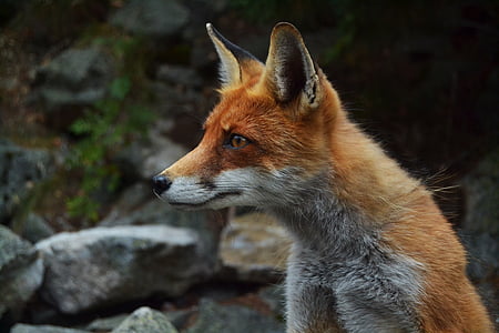 fox, wildlife, animal, face, looking, nature, environment