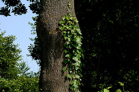 ivy, tree, ranke, green, make the most of