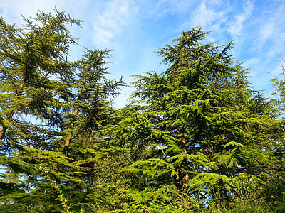 loodus, puu, botaanilised, Tbilisi, Gruusia, looduslik, roheline
