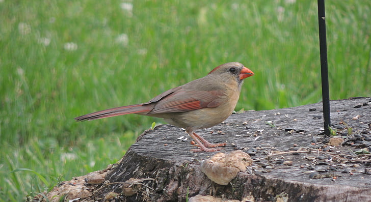 bird on a stump, finch, bird, wildlife, nature, animal, garden
