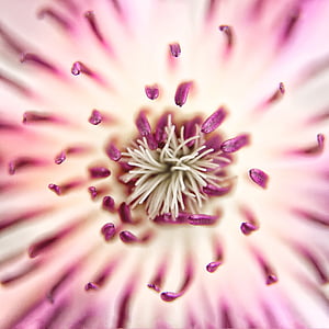 Clematis, floare, floare, închide, roz, alb, stamine
