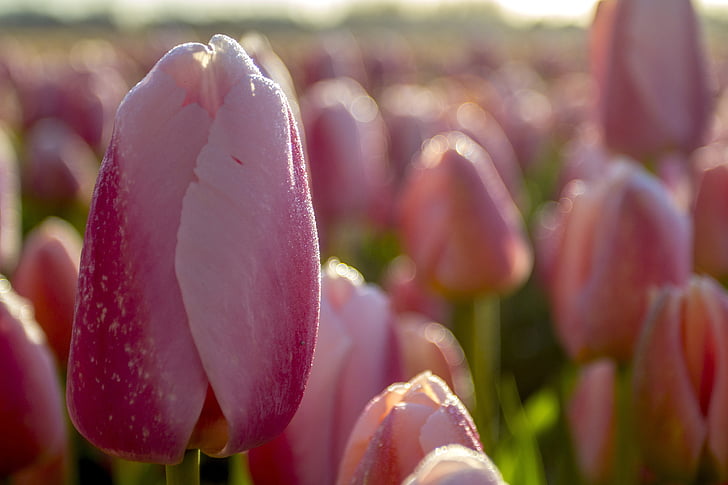 Países Baixos, flor, Primavera, manhã, Lisse, campos de bulbo, tulipas