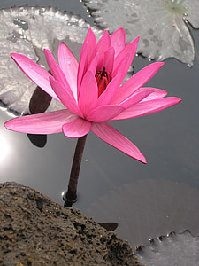 water lily, flower, lily, pond, lotus, plant, bloom
