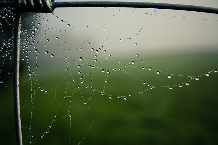 autumn, fog, fence, cobweb, network, dew