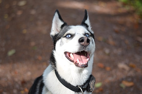 sibirian husky, χάσκι, σκύλος, ηλιοφάνεια, μπλε μάτια, χιόνι σκύλου